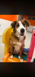 Lost Male Dog last seen Southland Near Co-Op , Calgary, AB T2W