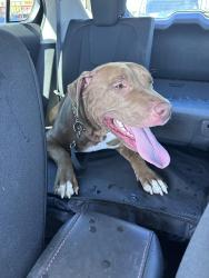 Found/Stray Female Dog last seen 40th st and Roeser, Phoenix, AZ 85040