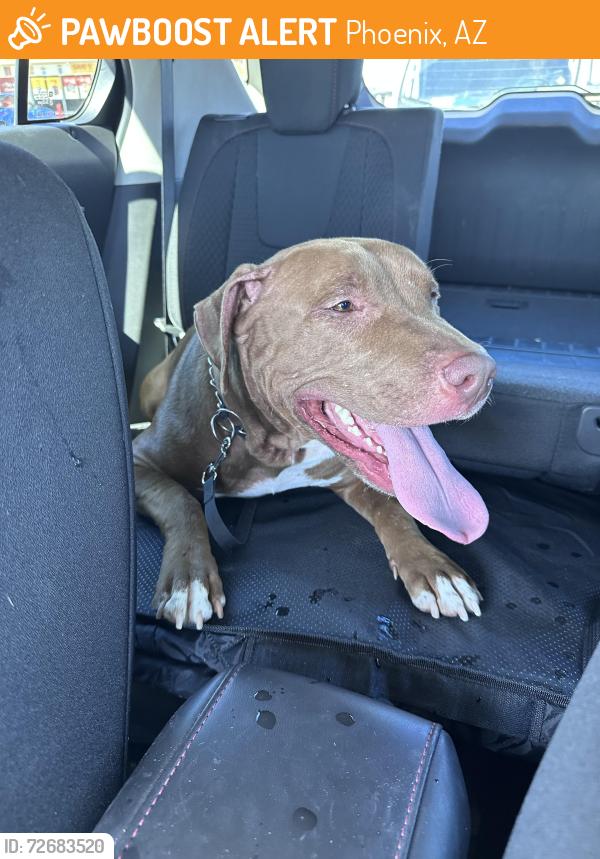 Found/Stray Female Dog last seen 40th st and Roeser, Phoenix, AZ 85040