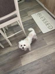 Lost Female Dog last seen North Center st, Selma NC, Selma, NC 27576