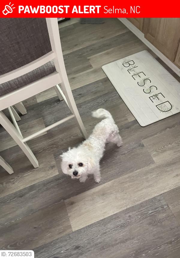 Lost Female Dog last seen North Center st, Selma NC, Selma, NC 27576