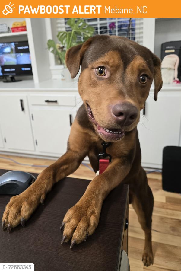Found/Stray Male Dog last seen Park Center Dr, Mebane, NC 27302, Mebane, NC 27302