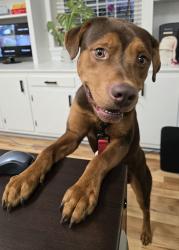 Found/Stray Male Dog last seen Park Center Dr, Mebane, NC 27302, Mebane, NC 27302