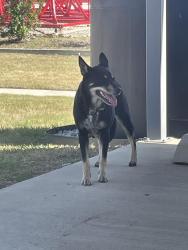 Found/Stray Female Dog last seen Kimberly & 171, Cleburne, TX 76031