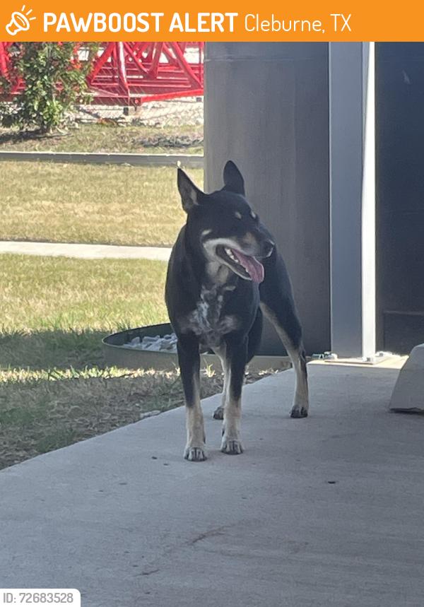 Found/Stray Female Dog last seen Kimberly & 171, Cleburne, TX 76031