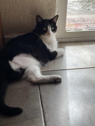Lost Male Cat last seen Vons, Sunnyslope/Airport, Yucca Valley, CA 92284
