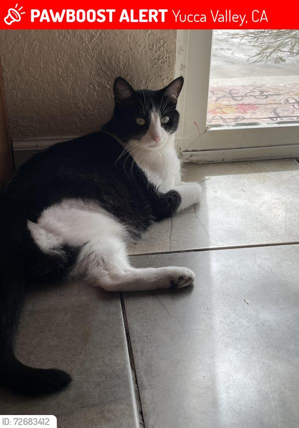 Lost Male Cat last seen Vons, Sunnyslope/Airport, Yucca Valley, CA 92284