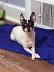 Lost Male Dog last seen Near the police station, Cleveland, OH 44111