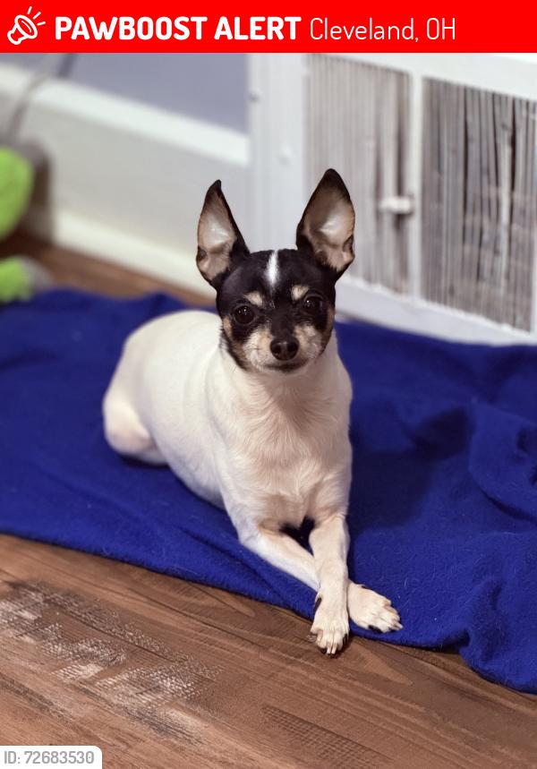 Lost Male Dog last seen Near the police station, Cleveland, OH 44111