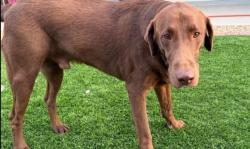 Lost Male Dog last seen Happy Valley, Surprise, AZ 85387