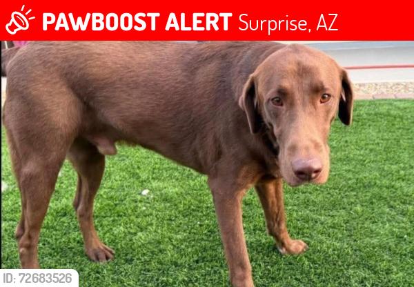 Lost Male Dog last seen Happy Valley, Surprise, AZ 85387