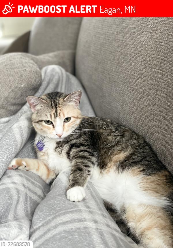 Lost Female Cat last seen Sunwood Trail , Eagan, MN 55123