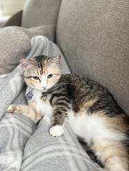 Lost Female Cat last seen Sunwood Trail , Eagan, MN 55123