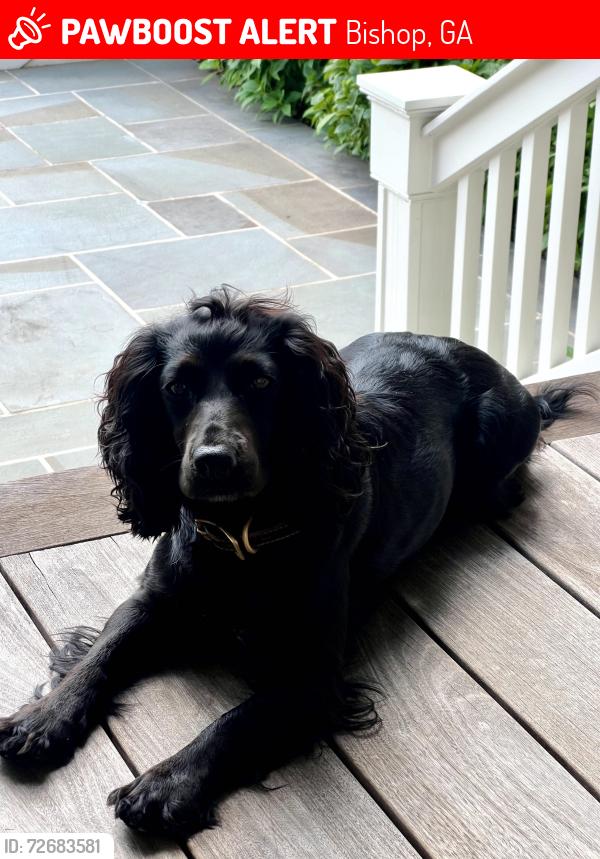 Lost Female Dog last seen New high shoals rd , Bishop, GA 30621