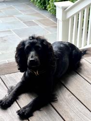 Lost Female Dog last seen New high shoals rd , Bishop, GA 30621