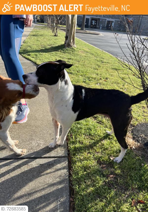 Found/Stray Unknown Dog last seen Near Pearl street , Fayetteville, NC 28303