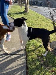 Found/Stray Unknown Dog last seen Near Pearl street , Fayetteville, NC 28303