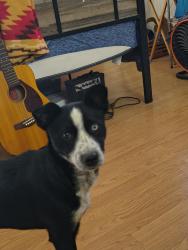 Found/Stray Female Dog last seen Yellowood dr, San Antonio, TX 78207