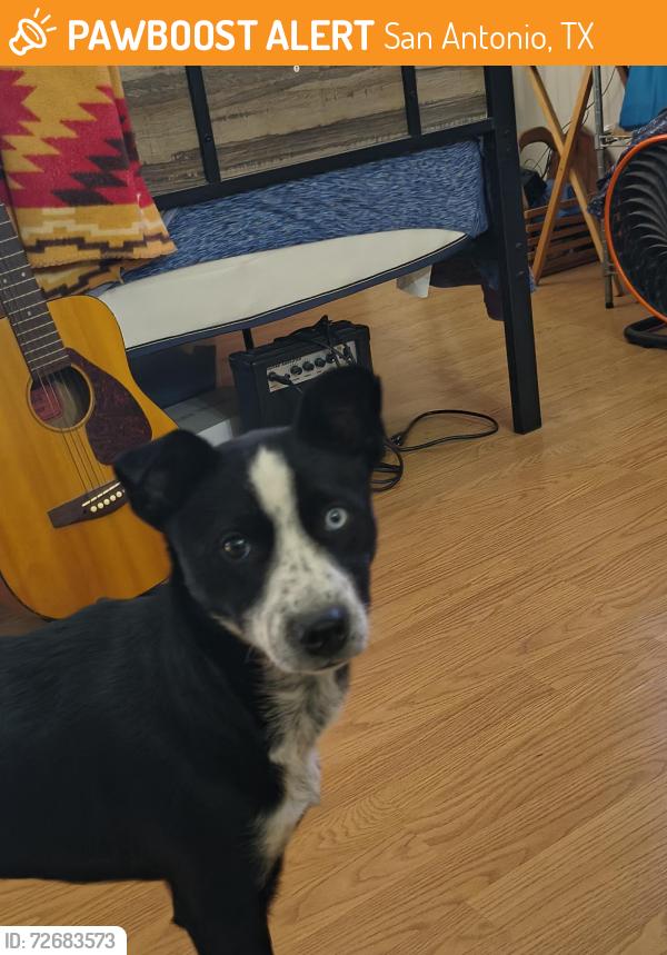 Found/Stray Female Dog last seen Yellowood dr, San Antonio, TX 78207