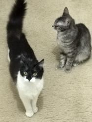 Lost Female Cat last seen Lincoln and Ontario , Corona, CA 92882