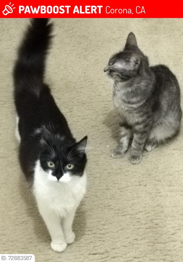 Lost Female Cat last seen Lincoln and Ontario , Corona, CA 92882