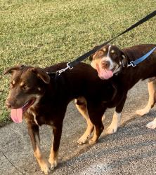 Lost Male Dog last seen Rich Ellen Park, Montgomery County, TN 37040
