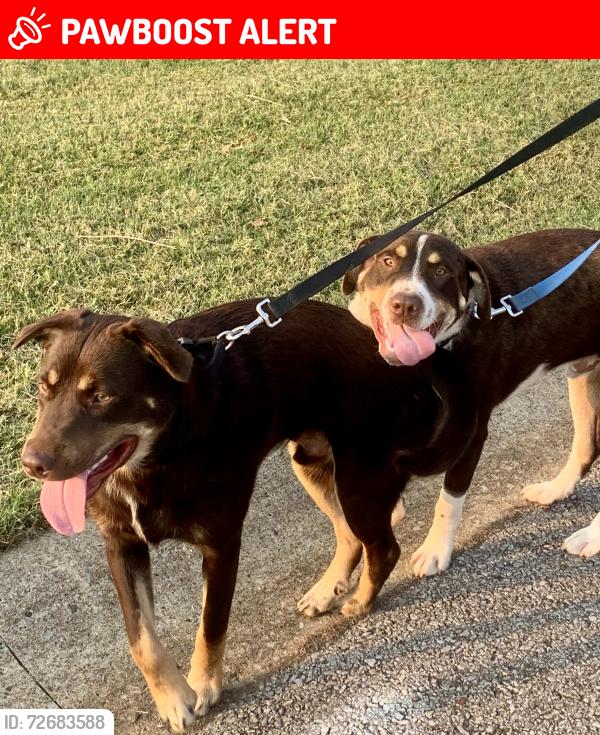 Lost Male Dog last seen Rich Ellen Park, Montgomery County, TN 37040