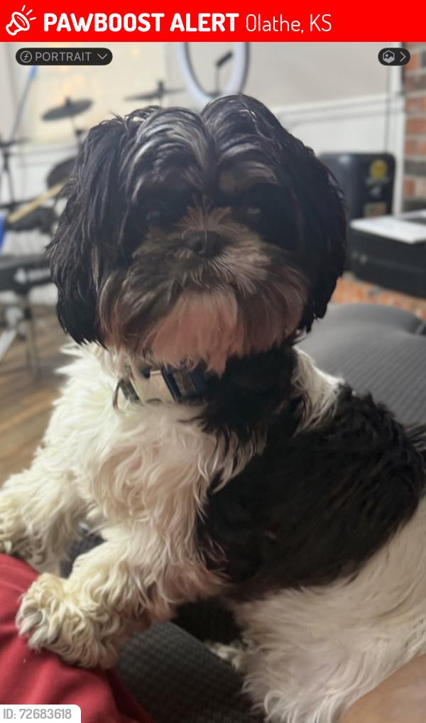 Lost Male Dog last seen Near hotel Hilton , Olathe, KS 66062