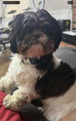 Lost Male Dog last seen Near hotel Hilton , Olathe, KS 66062