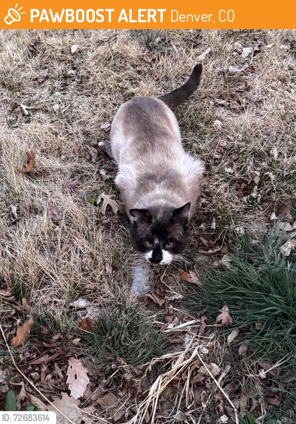 Found/Stray Unknown Cat last seen E 22nd and Akron Ct, Denver, CO 80238