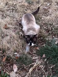 Found/Stray Unknown Cat last seen E 22nd and Akron Ct, Denver, CO 80238