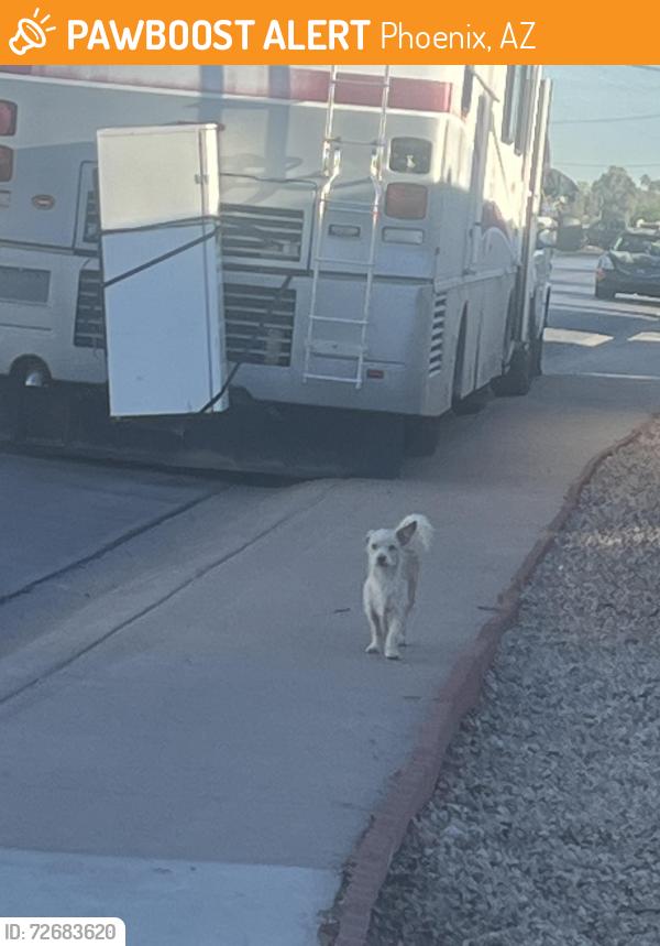 Found/Stray Unknown Dog last seen 29th ave & Marlette, Phoenix, AZ 85029