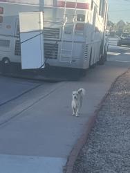 Found/Stray Unknown Dog last seen 29th ave & Marlette, Phoenix, AZ 85029