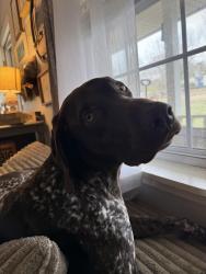 Found/Stray Male Dog last seen Kramer road , Harnett County, NC 27546
