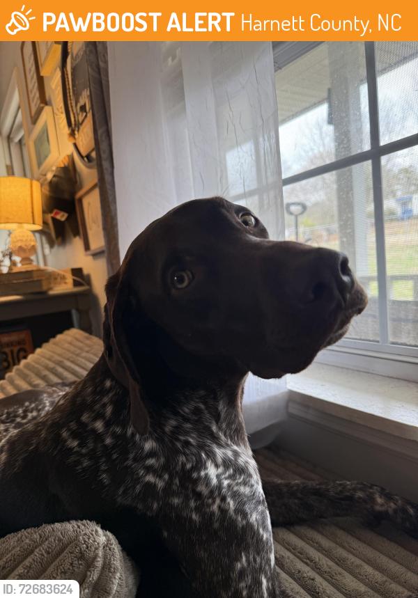 Found/Stray Male Dog last seen Kramer road , Harnett County, NC 27546