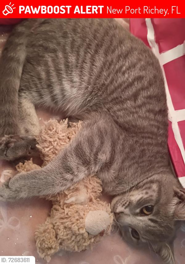 Lost Female Cat last seen Eagle point park holiday fl new port Richey , New Port Richey, FL 34652