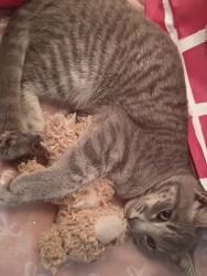Lost Female Cat last seen Eagle point park holiday fl new port Richey , New Port Richey, FL 34652