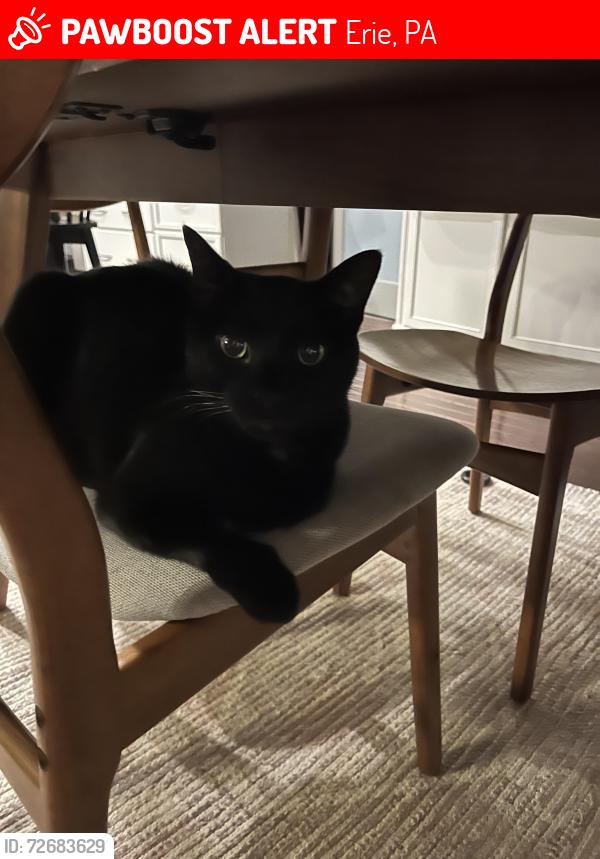 Lost Male Cat last seen Lake Pleasant Rd, Erie, PA 16509