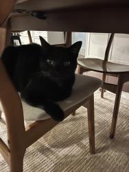Lost Male Cat last seen Lake Pleasant Rd, Erie, PA 16509