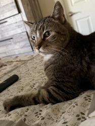 Found/Stray Male Cat last seen Sierra Crossings 89129, Las Vegas, NV 89129