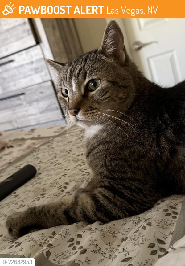 Found/Stray Male Cat last seen Sierra Crossings 89129, Las Vegas, NV 89129
