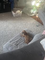 Lost Male Dog last seen Near E Powell Ln Austin TX 78753, Austin, TX 78753