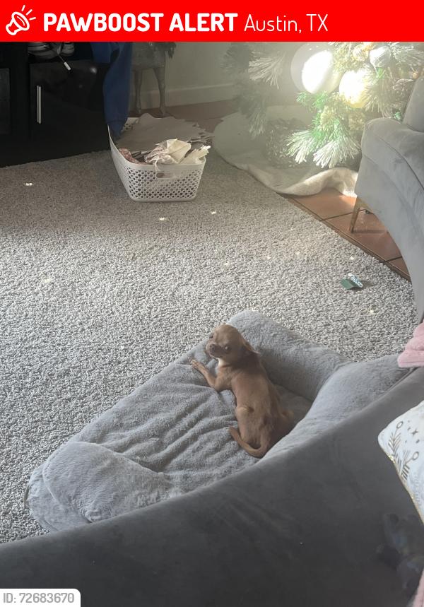Lost Male Dog last seen Near E Powell Ln Austin TX 78753, Austin, TX 78753