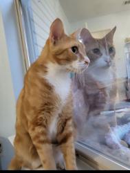 Lost Male Cat last seen Valley rd and Stillwell blvd, Crestview, FL 32539