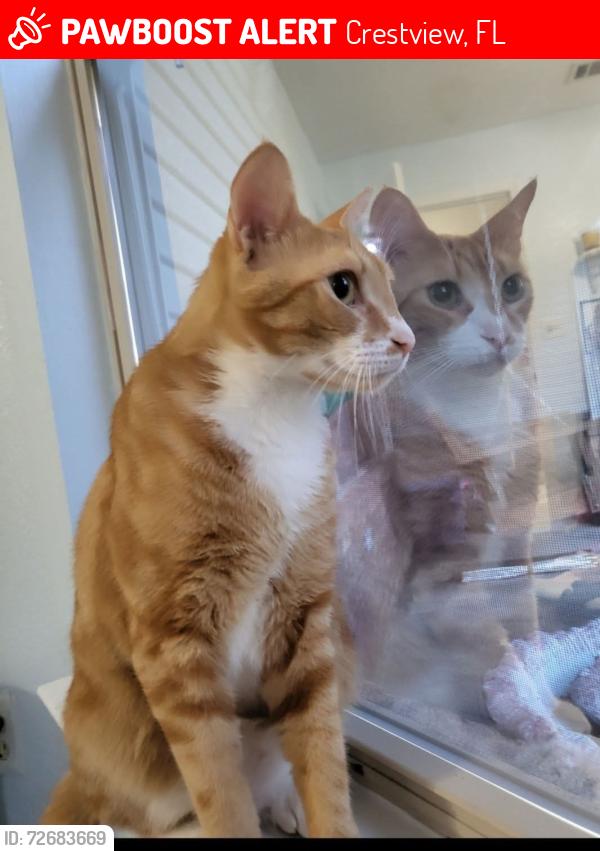 Lost Male Cat last seen Valley rd and Stillwell blvd, Crestview, FL 32539
