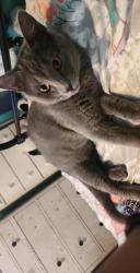 Lost Male Cat last seen Beltline  and Shiloh, Garland, TX 75044