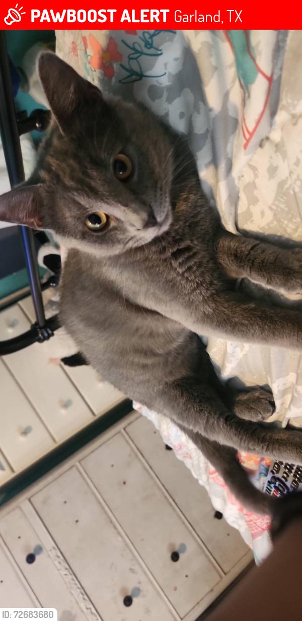 Lost Male Cat last seen Beltline  and Shiloh, Garland, TX 75044