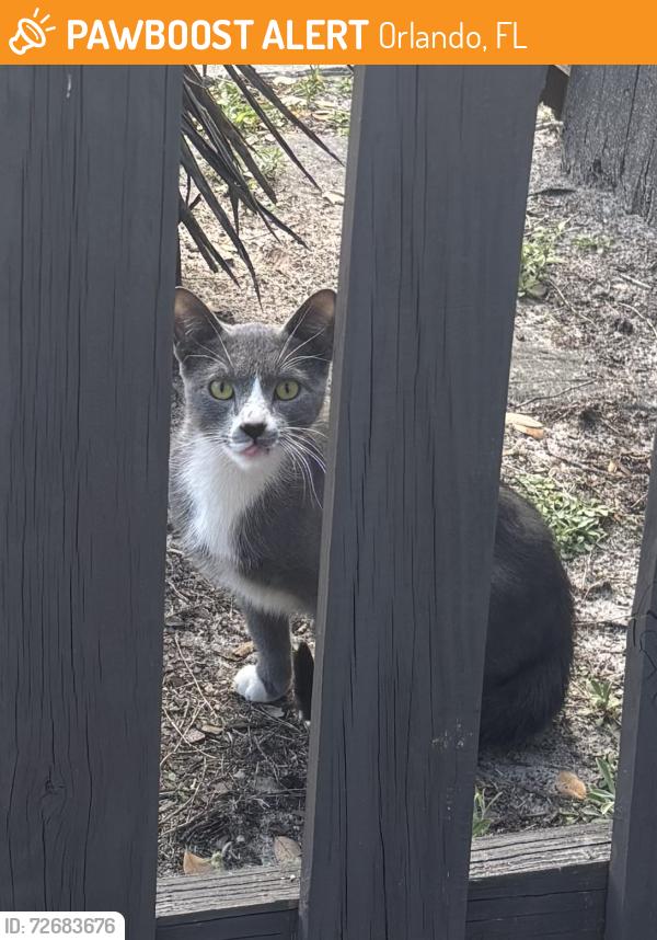 Found/Stray Unknown Cat last seen W grant & s orange, Orlando, FL 32806