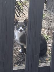 Found/Stray Unknown Cat last seen W grant & s orange, Orlando, FL 32806
