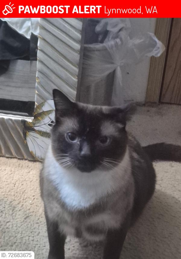 Lost Male Cat last seen Highway 99, Lynnwood, WA 98087